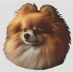 (image for) Red Pomeranian